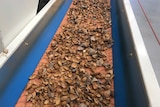 A conveyor belt with cracked almonds