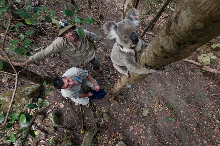 圣地亚哥动物园大使里卡·斯库尔茨和昆士兰大学的Bill Ellis进行考拉研究。
