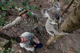 A koala climbing a tree while wearing a tracking device arounds its neck while two researches look on from the ground