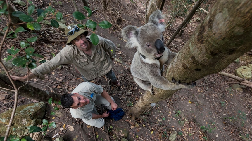 A koala climbing a tree while wearing a tracking device arounds its neck while two researches look on from the ground