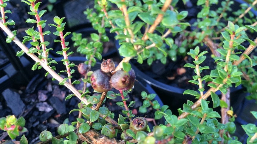 Native Australian apples the size of ball bearings