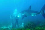 Ocean researcher stays calm behind the diving cage as a curious great white shark has a close inspection.