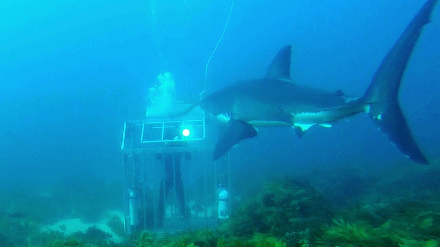 Ocean researcher stays calm behind the diving cage as a curious great white shark has a close inspection.