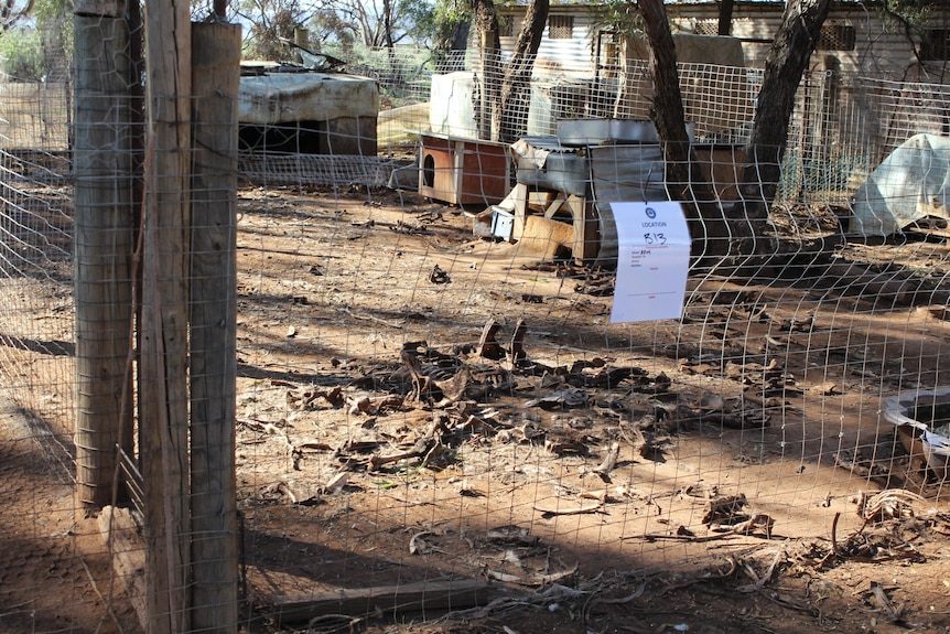 A squalid dog enclosure with rotting bones