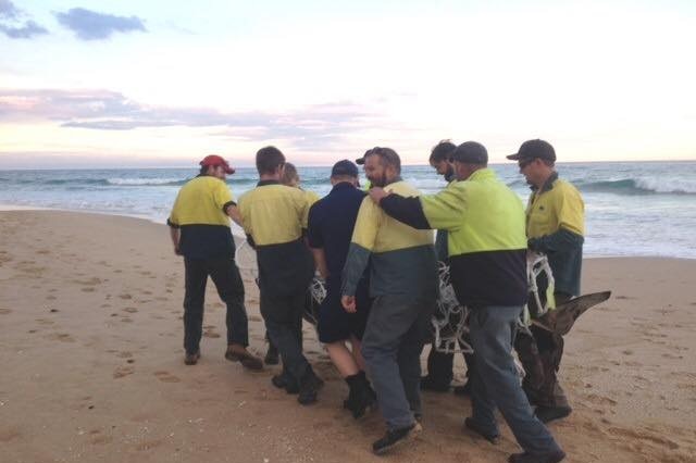 Fire management staff carry a dead whale on Lake Tyers beach
