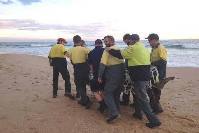 Group of men carrying dead dwarf sperm whale in East Gippsland