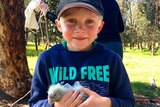 Riley Raffan holds a nestling Carnaby’s cockatoo