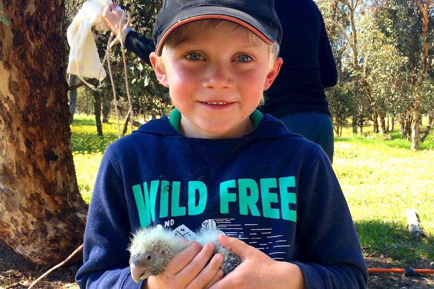 Riley Raffan holds a nestling Carnaby’s cockatoo