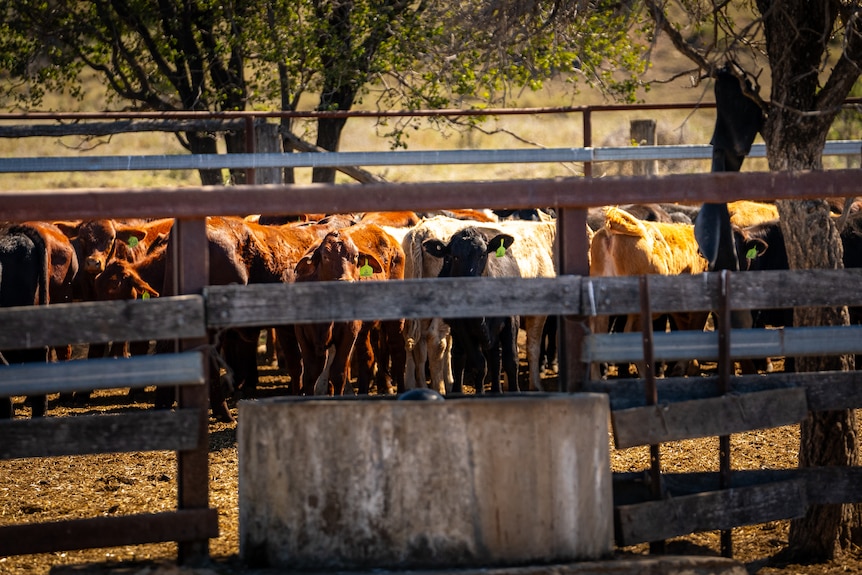 Hundreds of brown cows stand behind the gate to their enclosure.