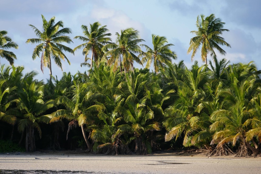 A thick stand of cocos palms near the beach of West Island.