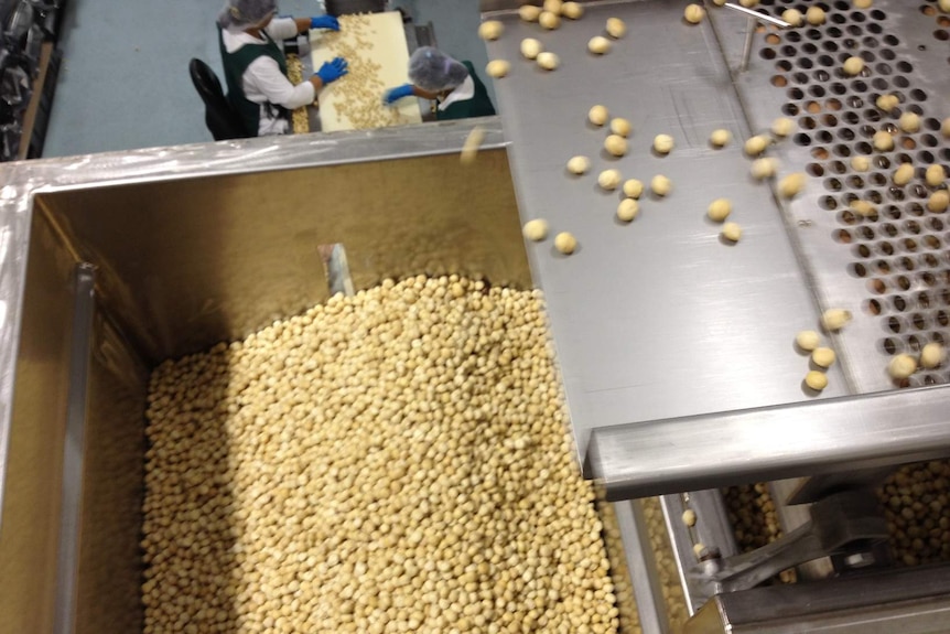 Macadamias being processed in a factory.