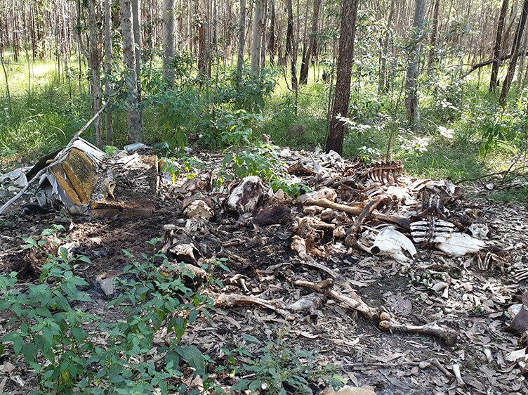 Livestock carcass dumping ground in state forest.
