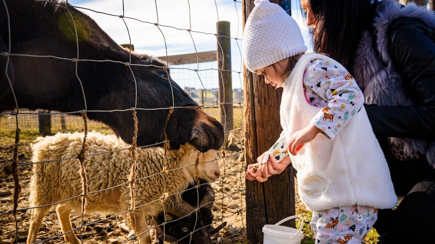 A child feeding an animal