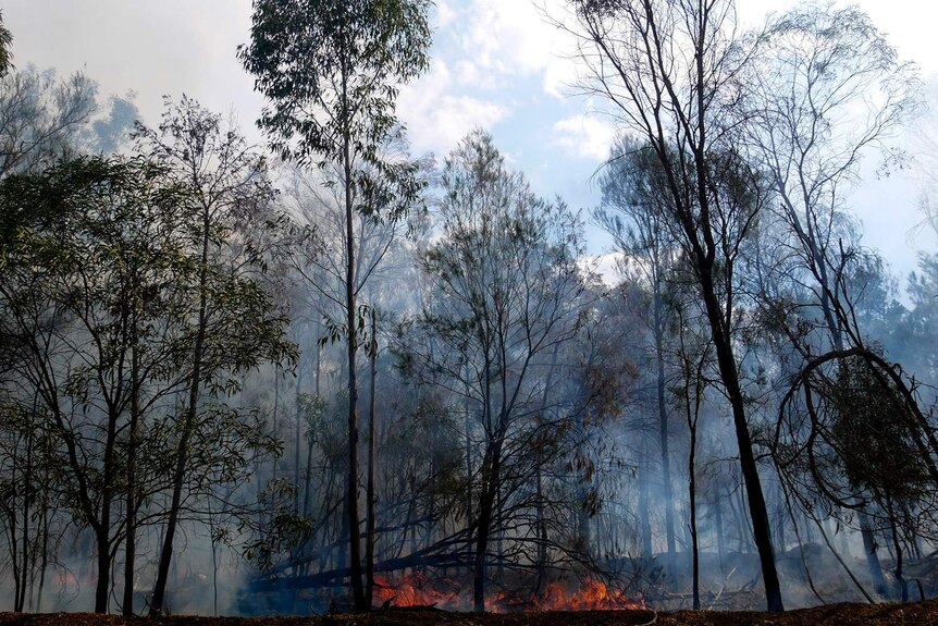 Thick smoke and flames amongst gum trees