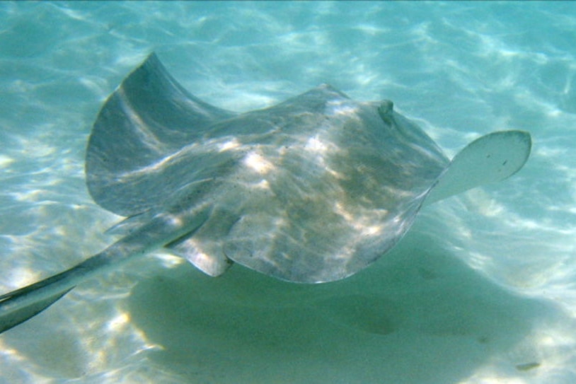 A stingray swimming through blue, ocean water