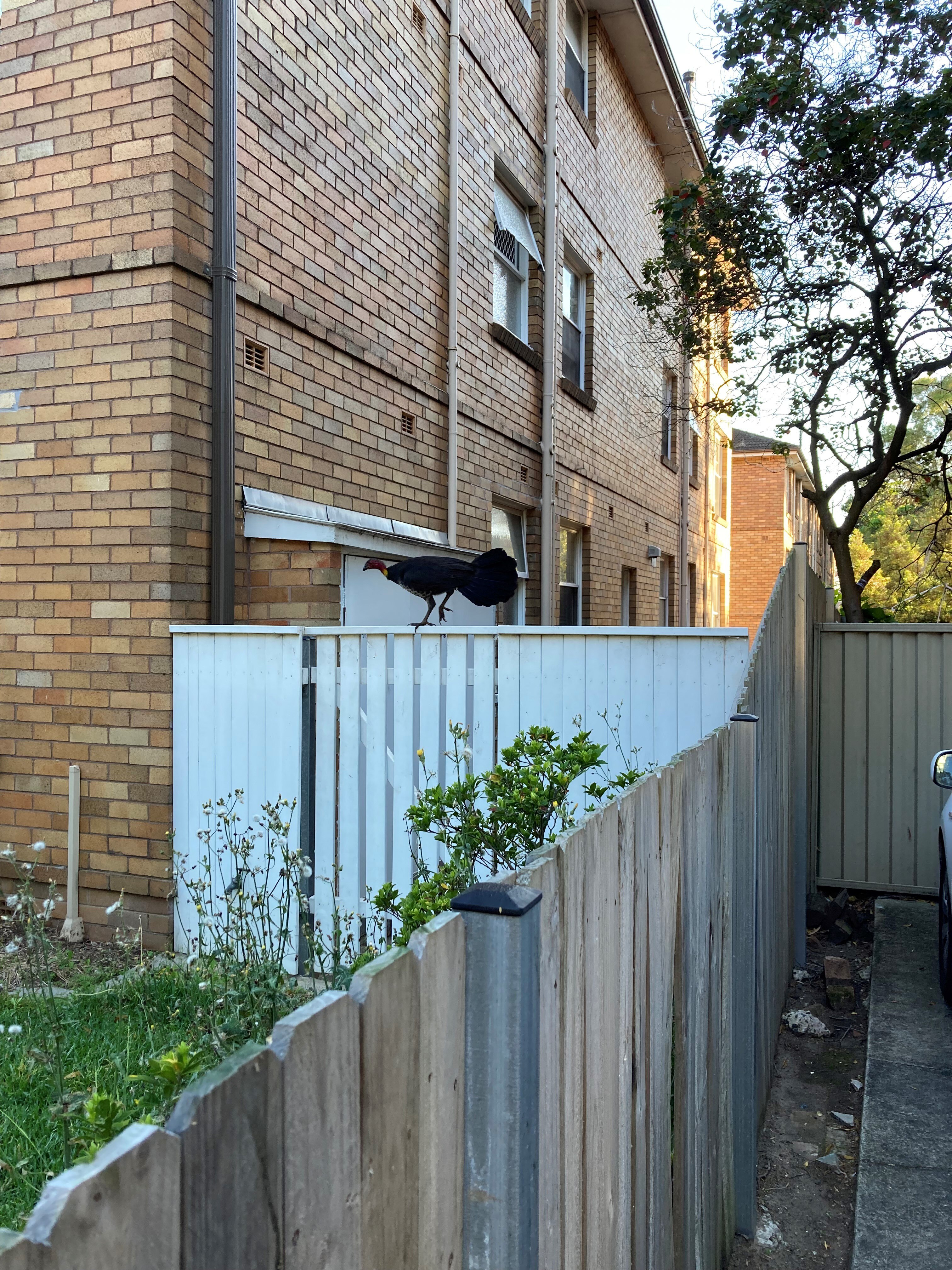 A brush turkey walks across a fence in Summer Hill in Sydney's inner-west.