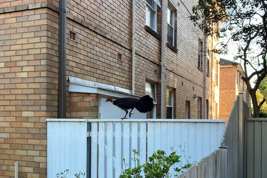 A turkey walks over a fence in Summer Hill in Sydney's inner west.