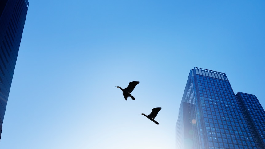 Birds flying in city