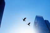 Birds flying in city