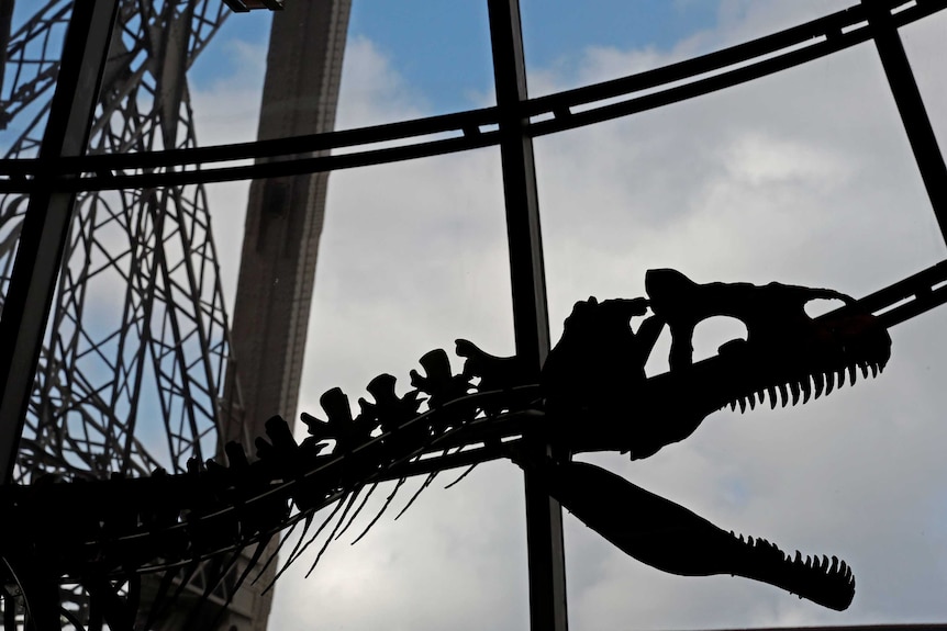 The head of the dinosaur skeleton forms a silhouette against a window looking out to the sky.