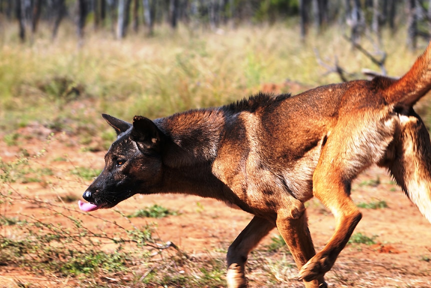 A wild dog in a paddock