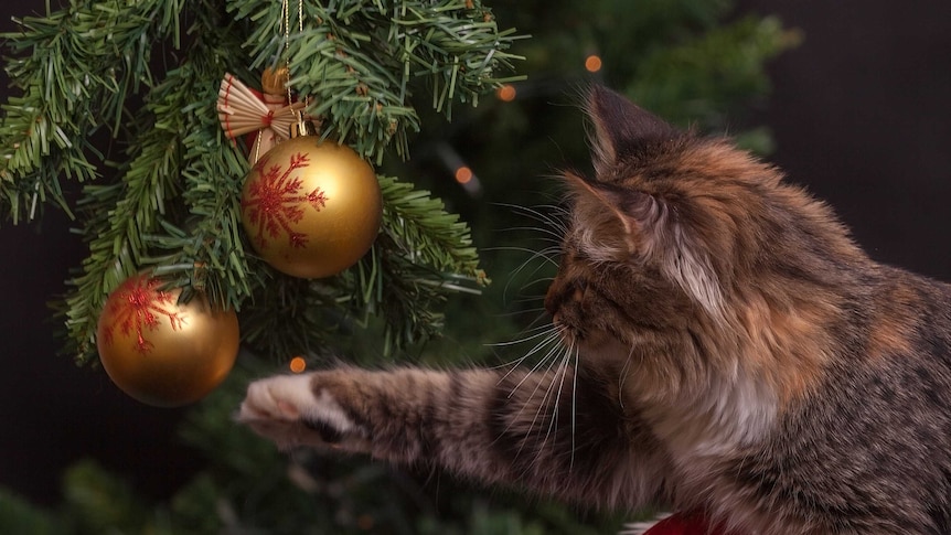Cat meowing at Christmas tree