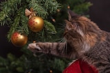 A cat reaches for a bauble on a Christmas tree.
