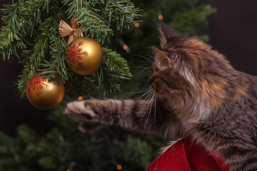 A cat reaches for a bauble on a Christmas tree.