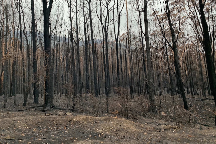 Burnt trees from a recent bushfire in Kangaroo Valley