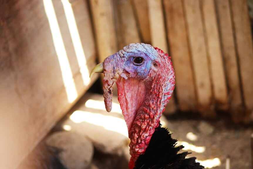 Image shows the side profile of a turkey's head in what appears to be a barn or coop. 