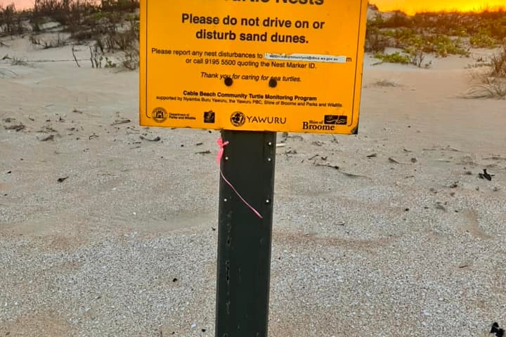 Yellow sign in the sand dunes warning people to help protect turtle nests.