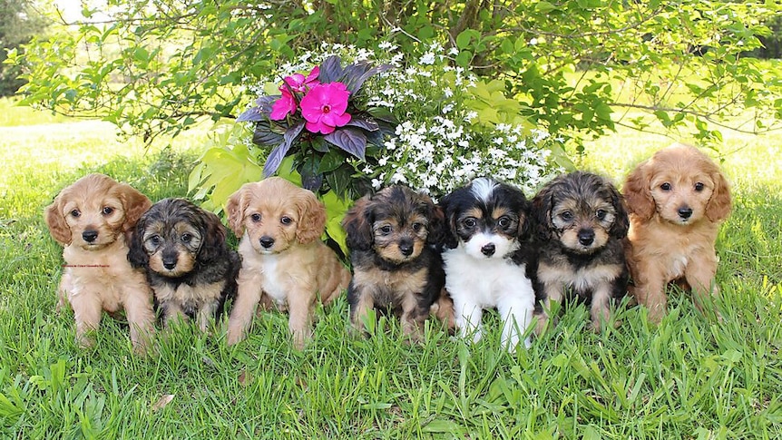 Seven puppies sitting in front of a bouquet of flowers.