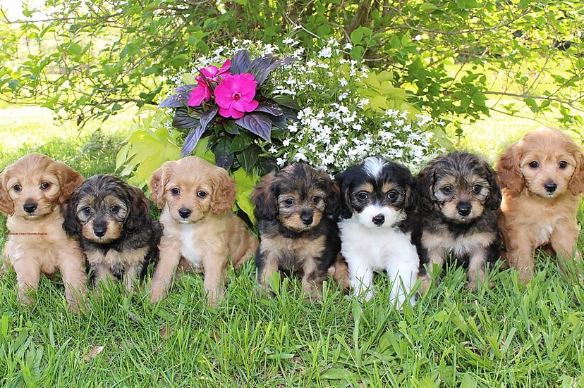 Seven puppies sitting in front of a bouquet of flowers.