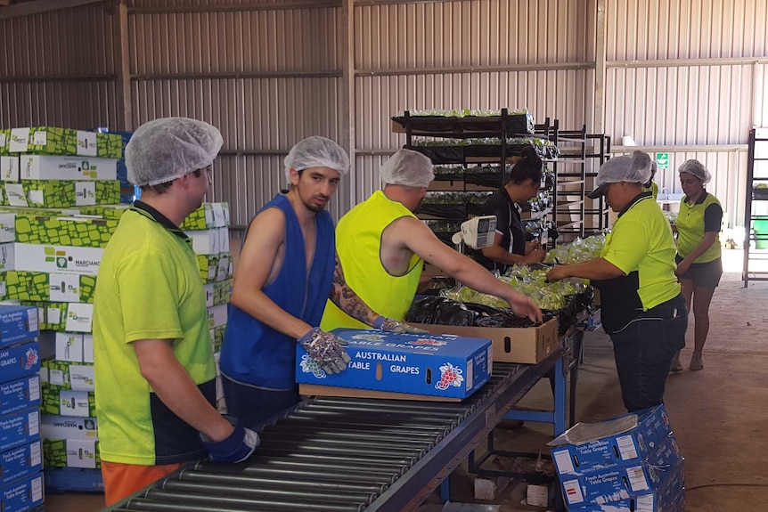 Table grape packing shed