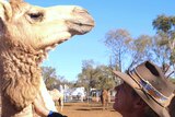 man in hat pats a light brown camel