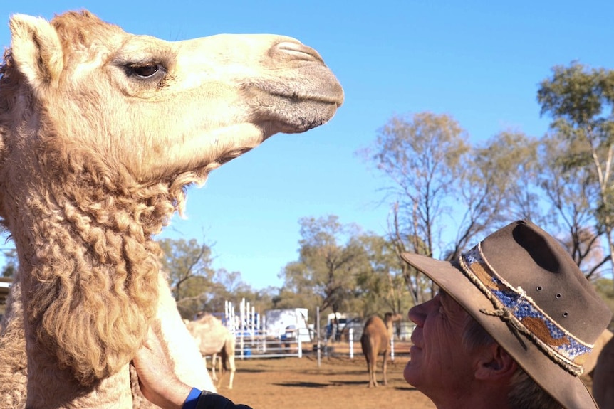 man in hat pats a light brown camel