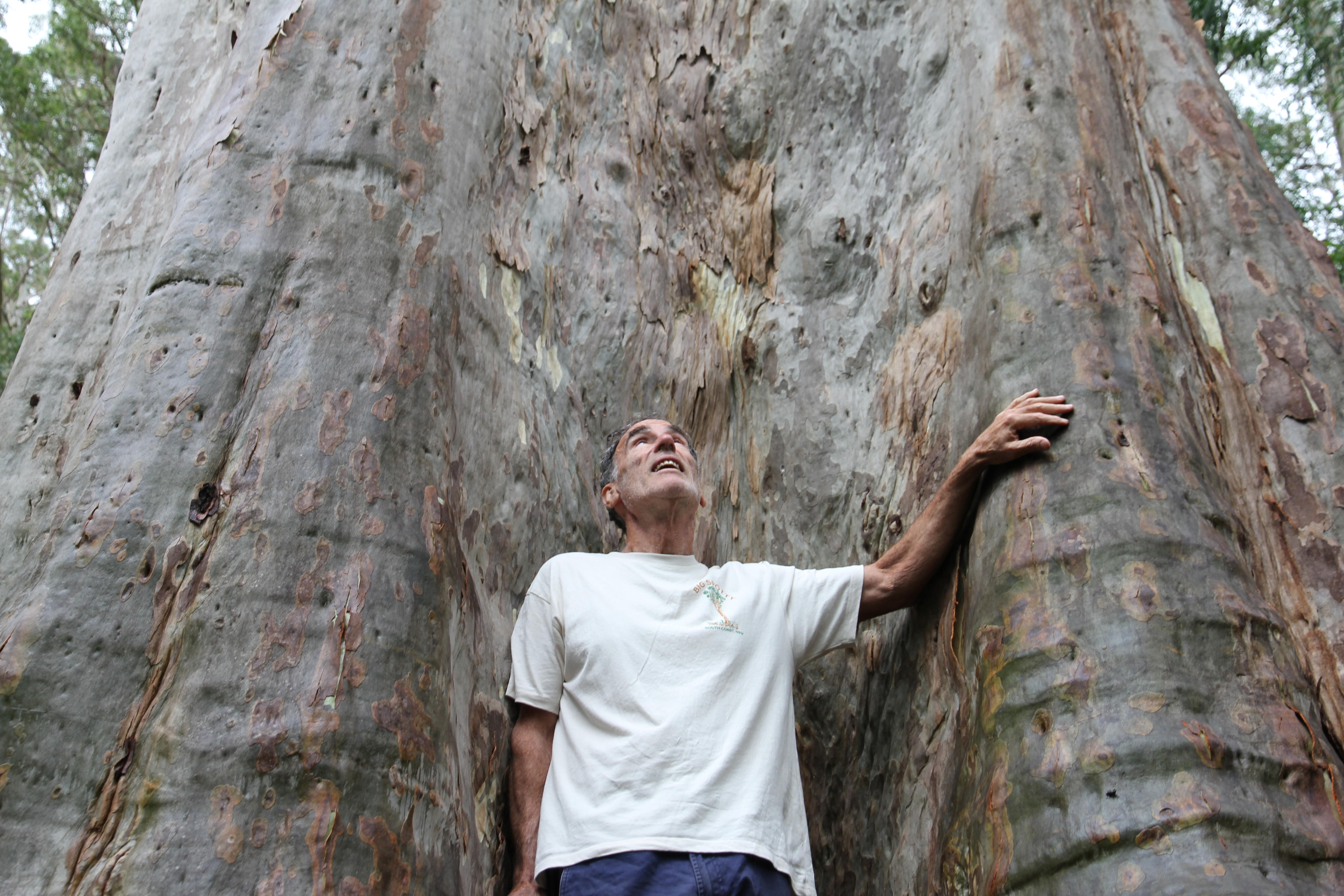 Un hombre con camisa blanca se encuentra bajo un gran árbol de goma moteado y mira hacia arriba. 