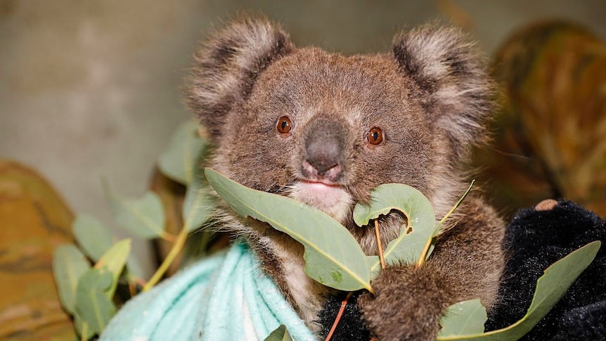 A small koala wrapped in blankets gazes into the camera lens.