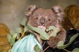 A small koala wrapped in blankets gazes into the camera lens.