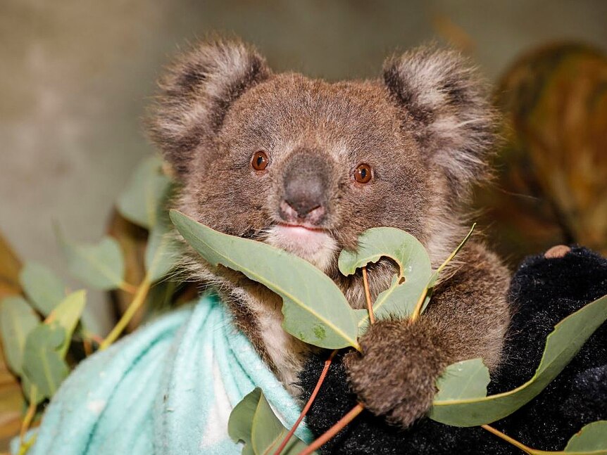 Pest koalas on Kangaroo Island missing one testicle thanks to 'genetic  bottleneck' - ABC News