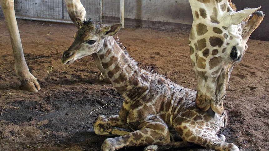 Misha the giraffe and her baby calf