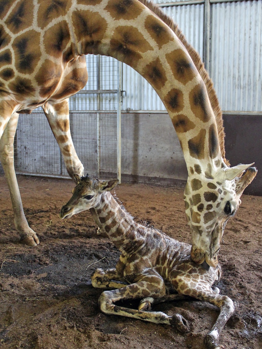 Misha the giraffe and her baby calf