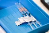 Three syringes with orange tips in a blue tray.