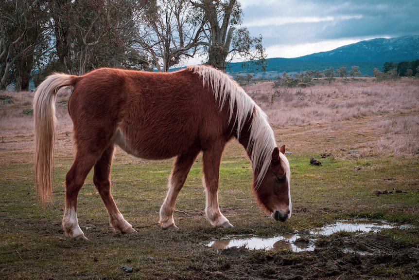 Een bruin paard met blonde manen drinkt water uit een plas in een natte paddock.