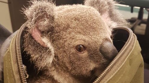 A baby koala found in a bag