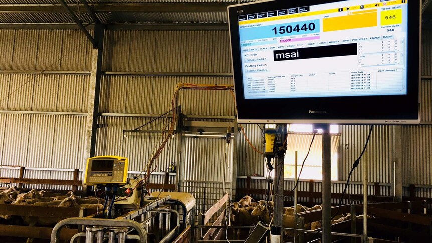 TV in shearing shed with laptop computer, auto drafter and sheep in the background