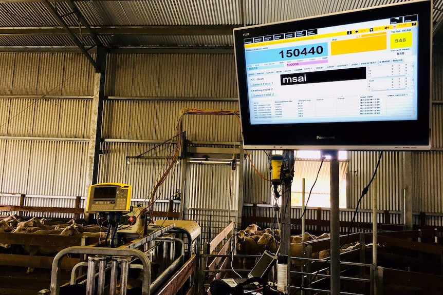 TV in shearing shed with laptop computer, auto drafter and sheep in the background