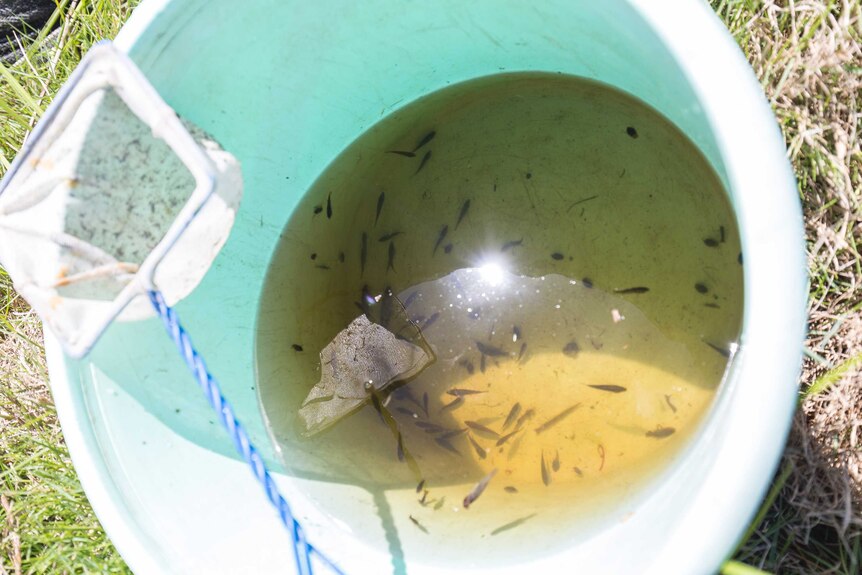 Bucket with small bodied fish