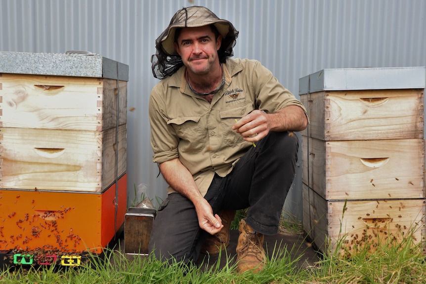 Beekeeping kneeling in between two boxed hives.