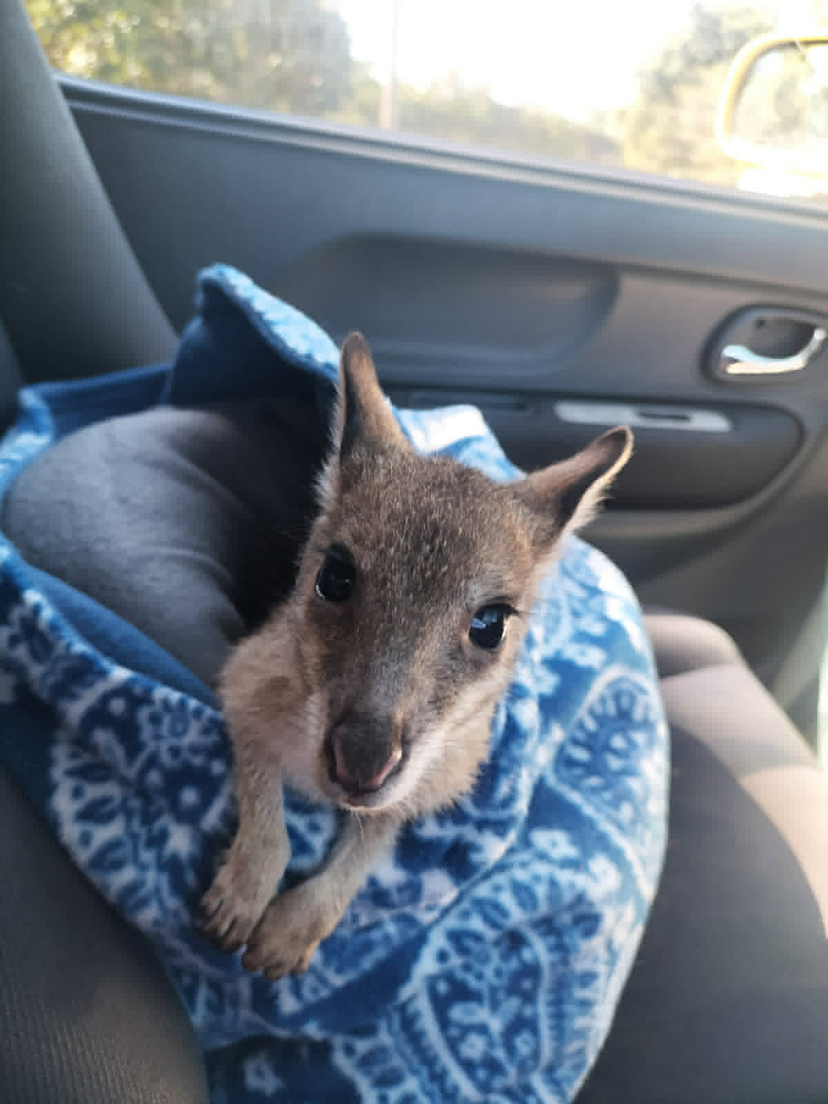 Wallaby sticking its head out of blue pouch on passenger seat of car. 